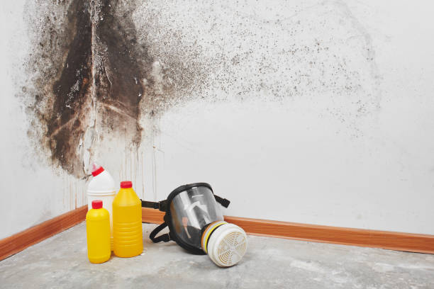 Best Forensic Mold Investigation  in Camp Verde, AZ