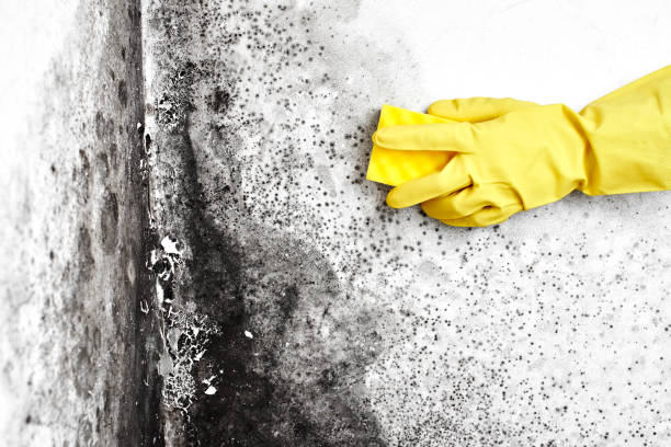 Mold Odor Removal Services in Camp Verde, AZ