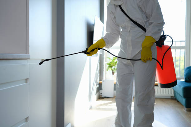 Professional Mold Remediation in Camp Verde, AZ