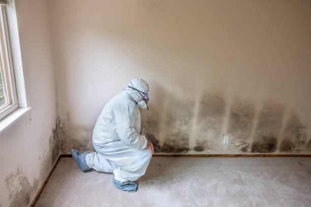 Mold Remediation for Vacation Homes in Camp Verde, AZ